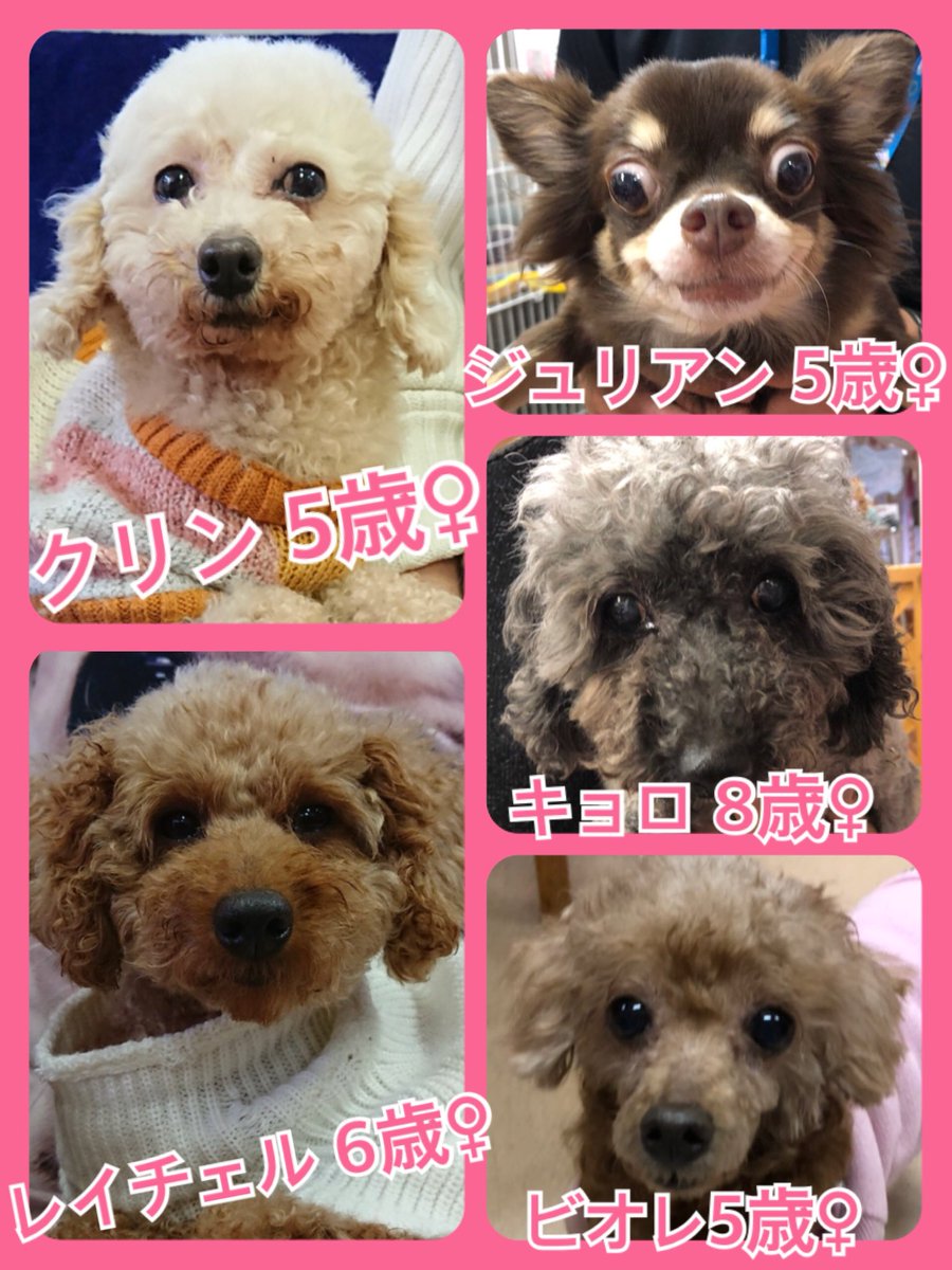 🐾今日の里親様募集中ワンコ🐶メンバーです🐾2018,12,5